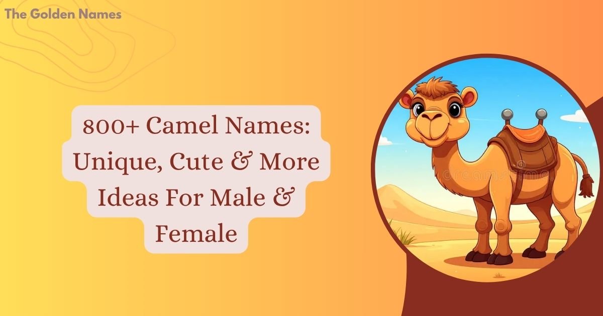 Camel Names