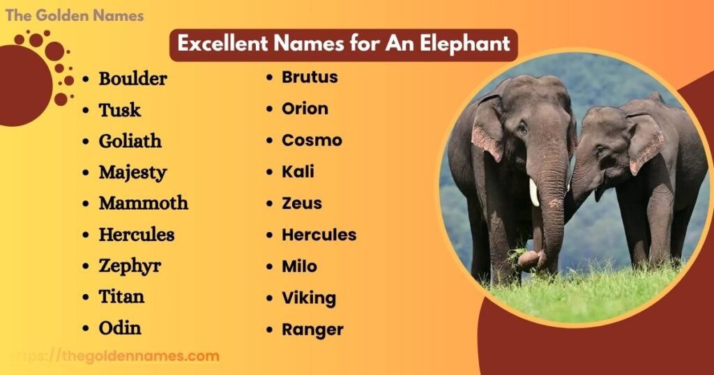 Excellent Names for An Elephant