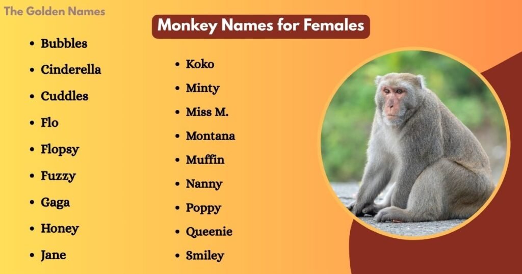 Monkey Names for Females