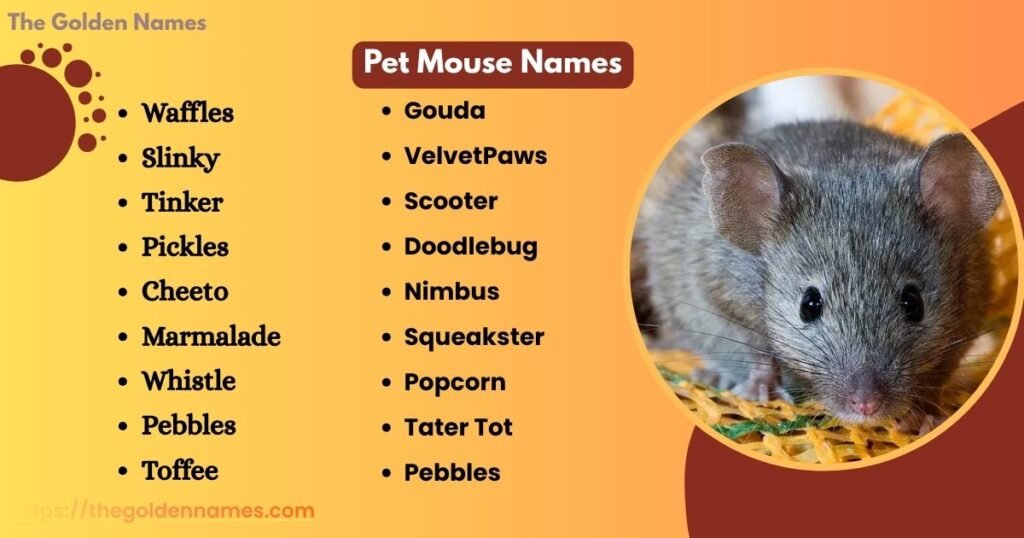 Pet Mouse Names