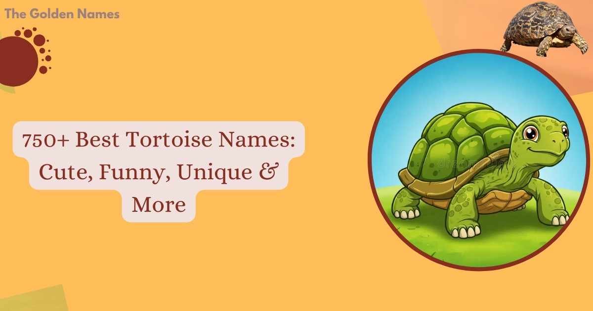 Tortoise Names